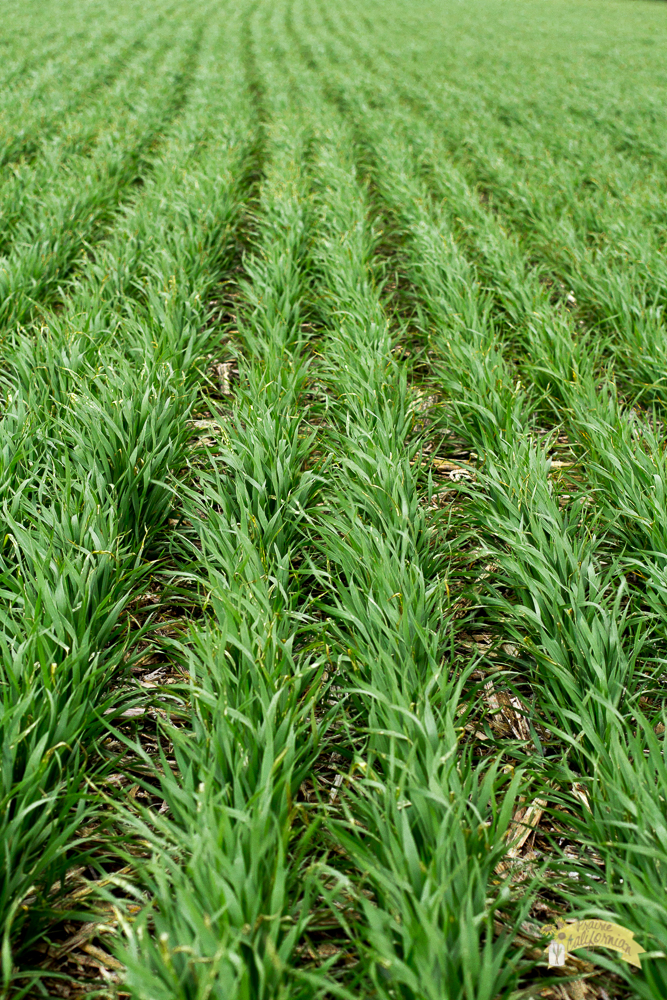 wheatyield
